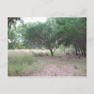 Postal Hay un dinosaurio en el bosque...