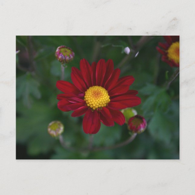 Postal Hay una mamá en el aire... (Anverso)