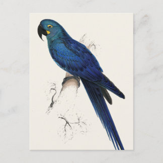 Postal Hayacinthe Maccaw