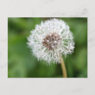 Postal ¡Haz Un Deseo! Dandelion