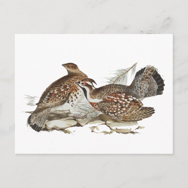 Postal Hazel Grouse (Anverso)