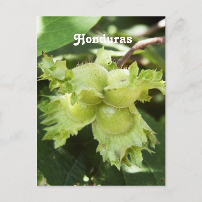 Postal Hazellanas de Honduras (Anverso)