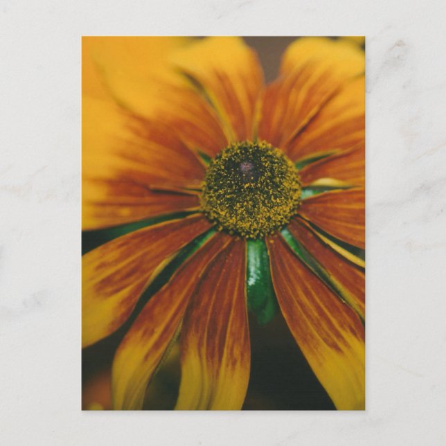 Postal Hazy Daisy (Anverso)