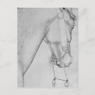 Postal Head of a horse, from the The Vallardi Album