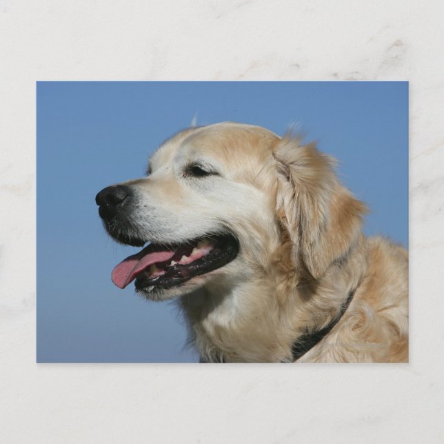 Postal Headshot 4 del golden retriever (Anverso)