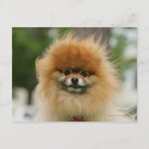 Postal Headshot de Pomeranian que mira la cámara