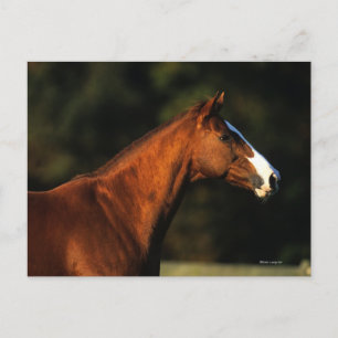 Postal Headshot excelente del caballo
