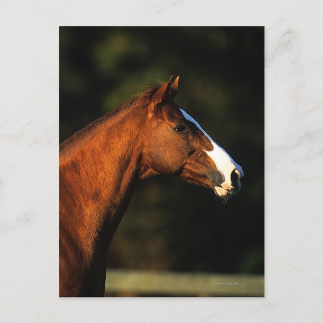 Postal Headshot excelente del caballo (Anverso)
