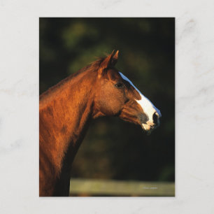 Postal Headshot excelente del caballo