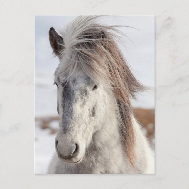 Postal Headshot islandés blanco del caballo (Anverso)