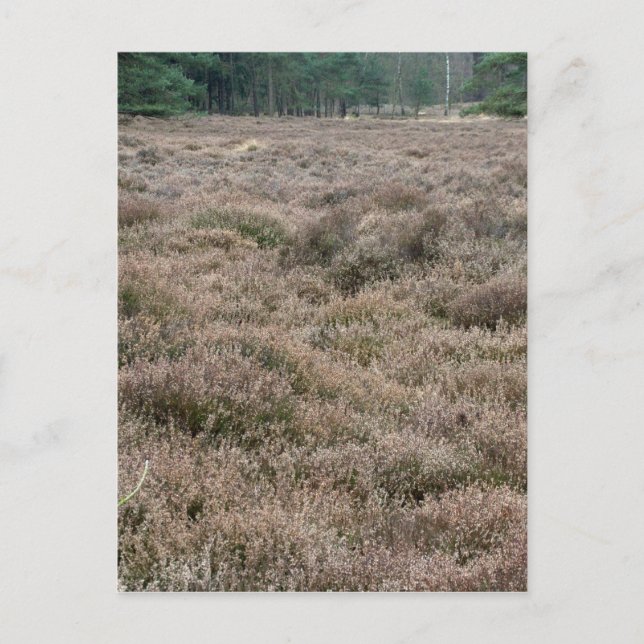 Postal Heath (Anverso)