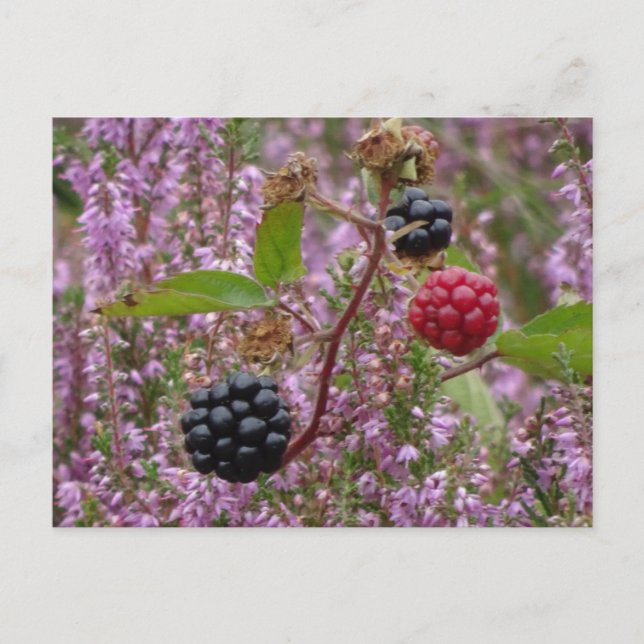 Postal Heath & Blackberries DIY (Anverso)