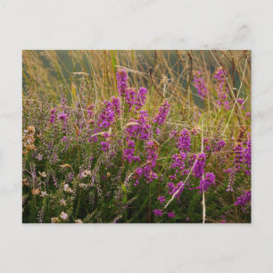 Postal Heather Postcard