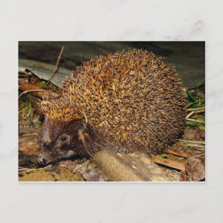Postal Hedgehog
