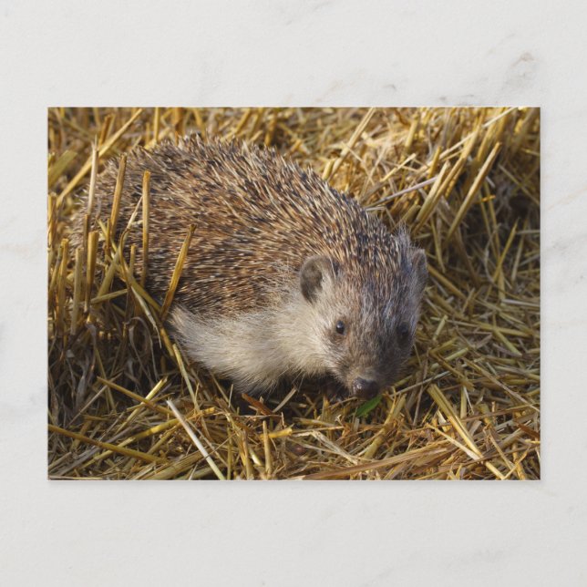 Postal Hedgehog (Anverso)