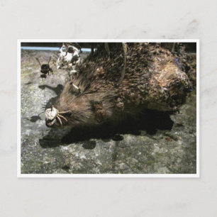 Postal hedgehog