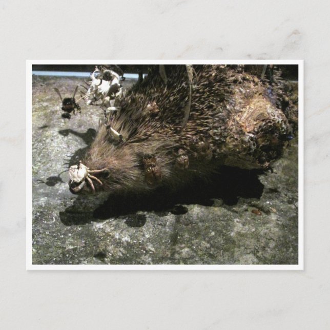 Postal hedgehog (Anverso)