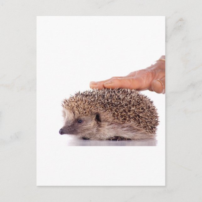 Postal Hedgehog (Anverso)