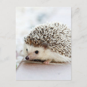Postal Hedgehog