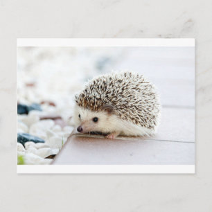 Postal Hedgehog
