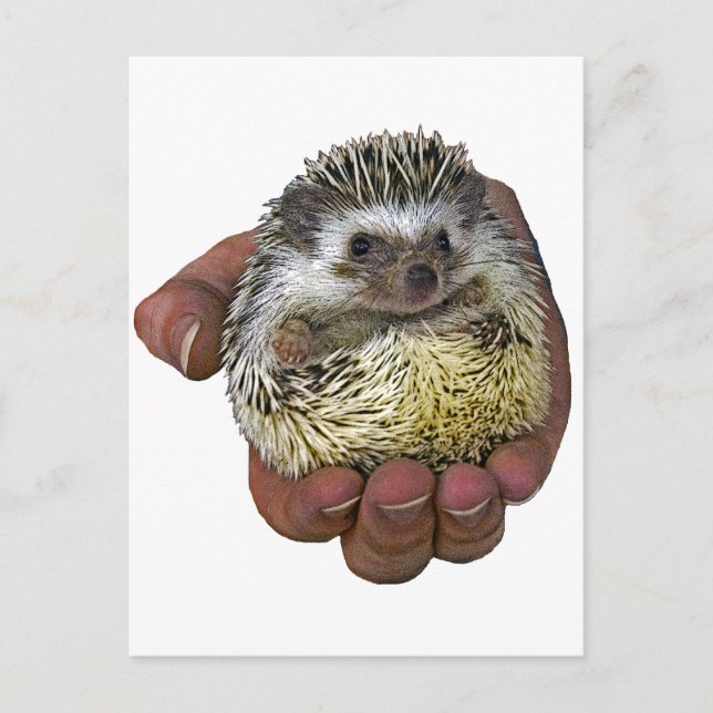 Postal Hedgehog (Anverso)