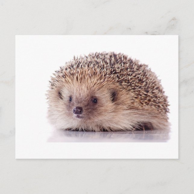Postal Hedgehog (Anverso)