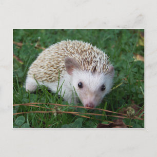 Postal Hedgehog