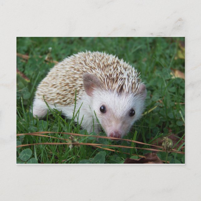 Postal Hedgehog (Anverso)