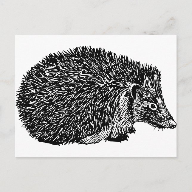 Postal Hedgehog (Anverso)