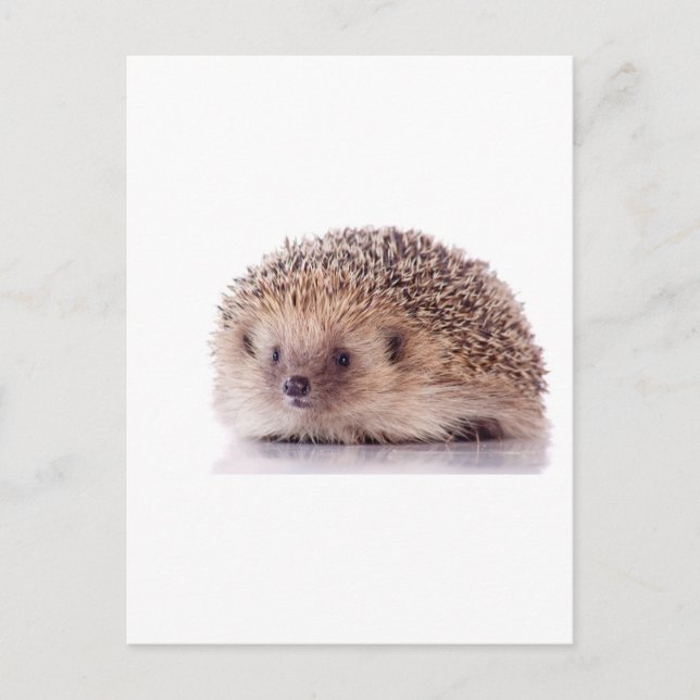 Postal Hedgehog, (Anverso)