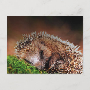 POSTAL HEDGEHOG