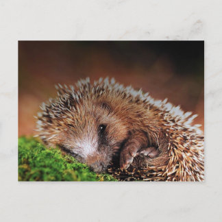 POSTAL HEDGEHOG