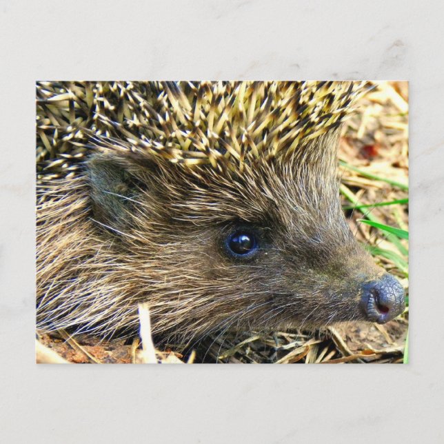 Postal Hedgehog (Anverso)