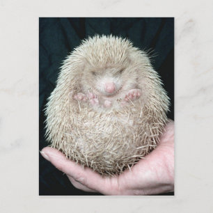 Postal Hedgehog