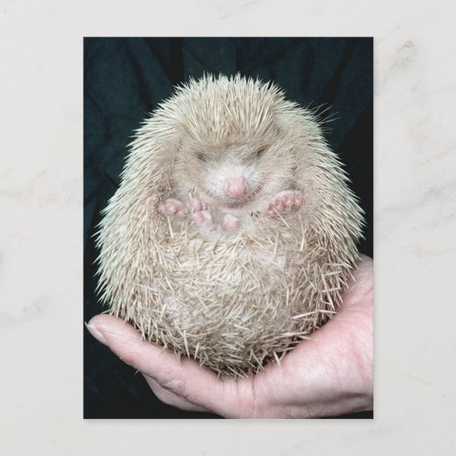 Postal Hedgehog (Anverso)
