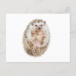 Postal Hedgehog