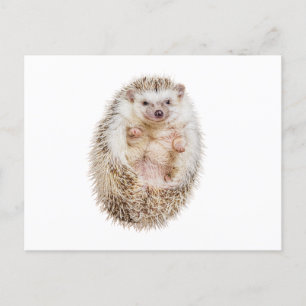 Postal Hedgehog