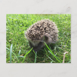 Postal hedgehog