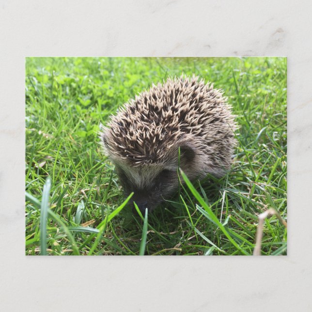 Postal hedgehog (Anverso)