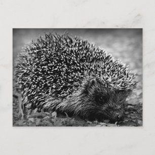 Postal Hedgehog