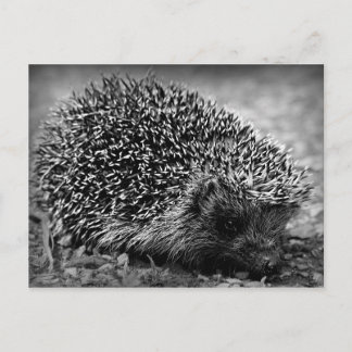 Postal Hedgehog