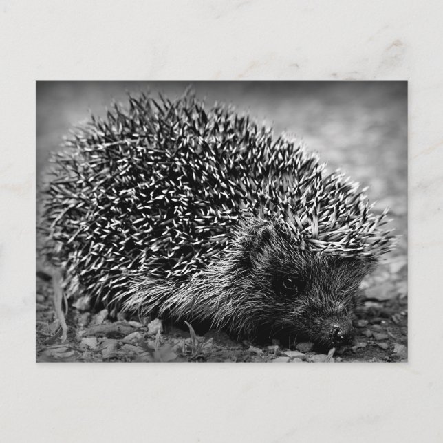 Postal Hedgehog (Anverso)