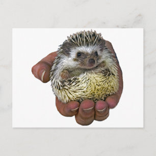 Postal Hedgehog