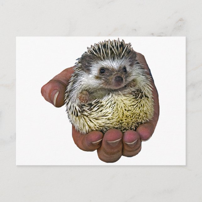 Postal Hedgehog (Anverso)