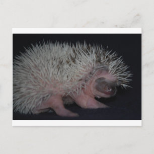Postal Hedgehog Baby