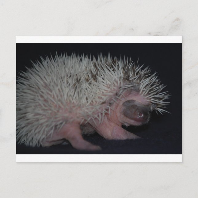 Postal Hedgehog Baby (Anverso)