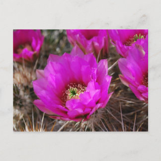 Postal Hedgehog Cactus