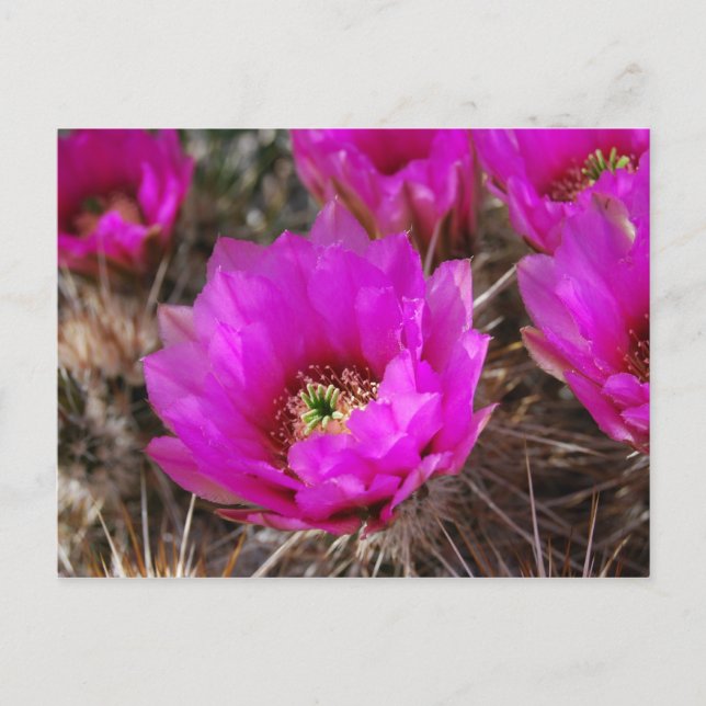 Postal Hedgehog Cactus (Anverso)
