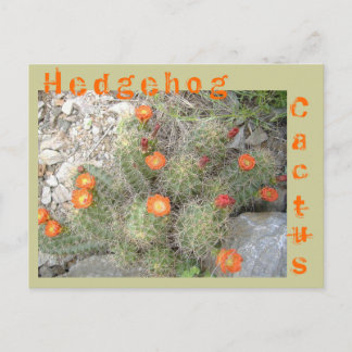 Postal Hedgehog Cactus