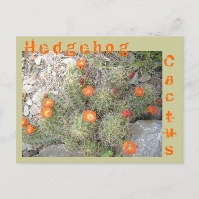 Postal Hedgehog Cactus (Anverso)